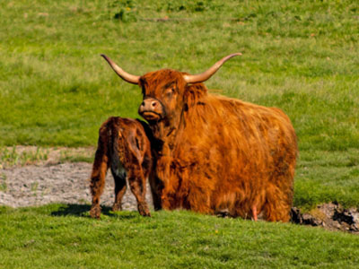 highland cow